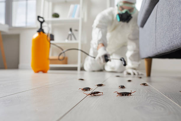 Post-Treatment Bed Bug Interceptor Monitoring in Sun Village